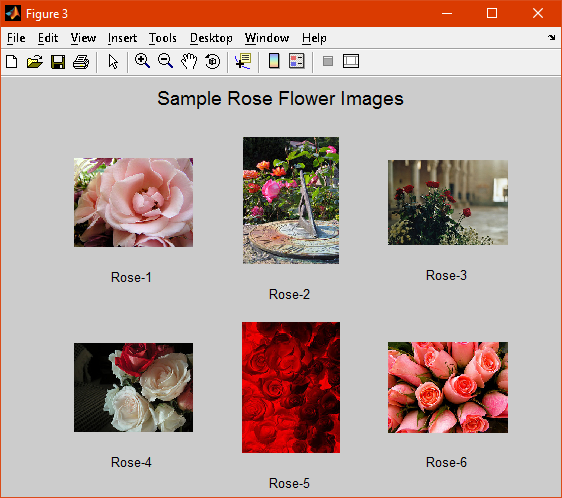 Sample Rose Flower CN7023 Artificial Intelligence & Machine Vision Assignment