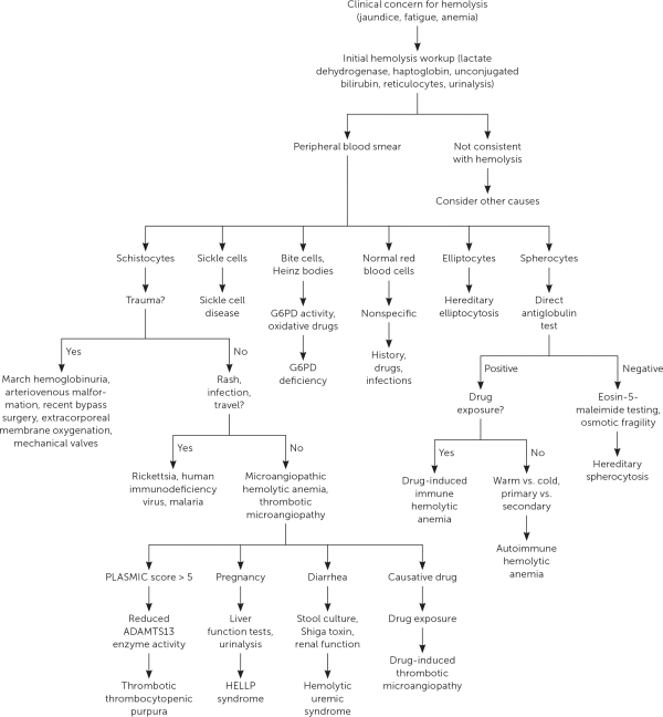 Evaluation to the suspected hemolysis - Assignment  Diagnostic Method of Hemolytic anemia Assignment Sample